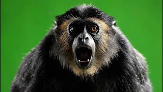 Emotional Monkey Funny Green Screen Overlay Expressive Animal Visuals For Creators