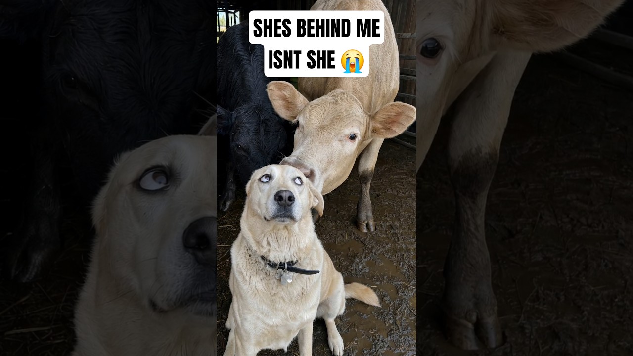 Someone please tell him he doesn't have to stay frozen. 😂🐕  #funnypets #funnydogs #pets #funny #dogs