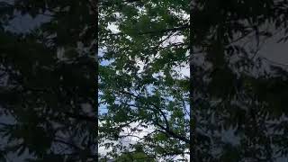 Asmr-wind and leaves