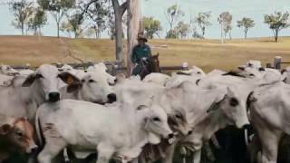 Get Cattle Performance Ready At Weaning With Multimin