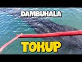 AMAZING  MONSTER TOKUP |