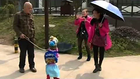 China: Dog walks on hind legs dressed as a schoolgirl