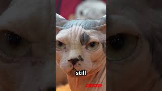 Cat Facts: Why Sphinx Cats Feel So Soft (You’ll Be Surprised!) screenshot 4