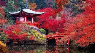 1 HOUR Magical Autumn Colours &amp; Sweet Zen Music with Bell