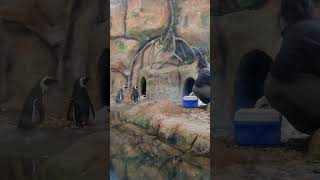 Penguins in Aquatic Gallary Ahmedabad science city #shorts #ytshorts #penguin