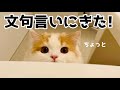 朝起きたら主がいなくてうにゃうにゃ文句言いにきたモフ猫【スコティッシュフォールド】