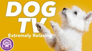 Virtual Dog TV: Exciting and Fun Adventures TV for Dogs! by PetTunes - Music for Pets 420 views 6 months ago 1 hour