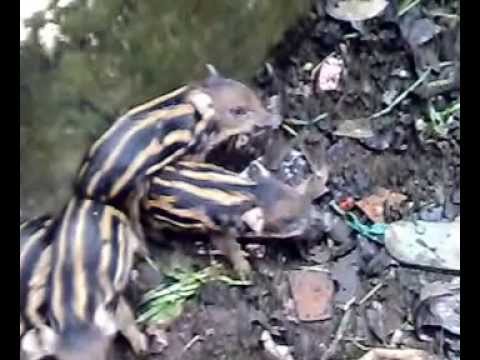 babi hutan - YouTube