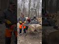 42 Bar On A 564XP Husqvarna Long Bar Vs Big Double Barrel Oak Firewood Powersaw 