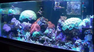 2010-12-28  - REEF TANK UPDATE, Month No. 096