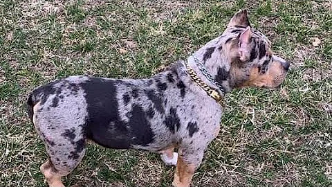 what is a tri pitbull