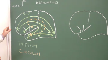 Quel est le rôle de la substance grise dans le cerveau ?