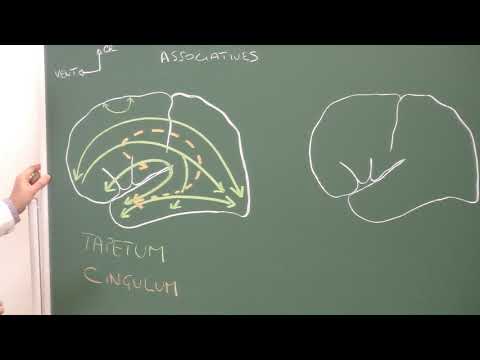 Vidéo: Dans la substance blanche du cervelet ?