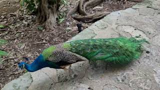 Playa del Carmen Mexico - Iberostar Quetzal jungle