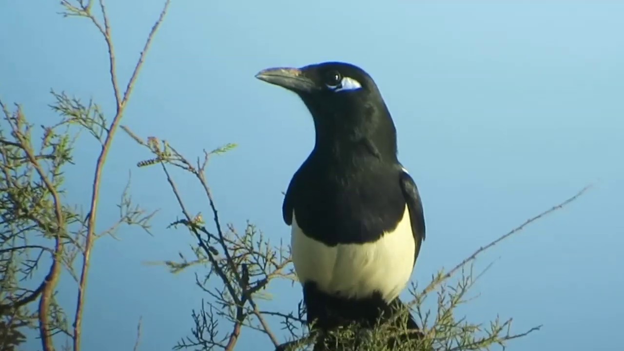 Blauohrelster (Maghreb Magpie), Oued Souss, Marokko, November 2018