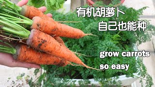 如何在家种植胡萝卜从播种到采收全过程——分享几个简单的小技巧新手也能一次学会| How to grow carrots at home