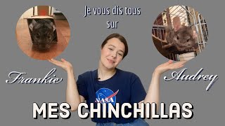 🇫🇷 CHINCHILLAS | besoins, mode de vie, je vous dis tous