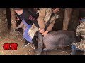 藏区农村新年杀年猪，猪圈里频繁出意外，10多个人合力才把猪擒下【嘉绒阿斌】