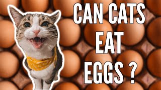 Can Cats Eat Eggs? | Are Eggs potentially 'TOXIC' To Cats?