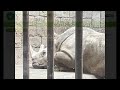 Cbcgdf released the preliminary report on the status of african rhinos in china