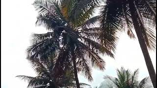 1 Acre 3 Guntas Coconut Farm For Sale near Mysore. (8197434359).