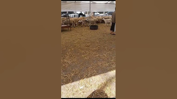 خرفان عيد الاضحى بالقرب من مرجان | العيد الكبير هاد العام غادي اكون مميز