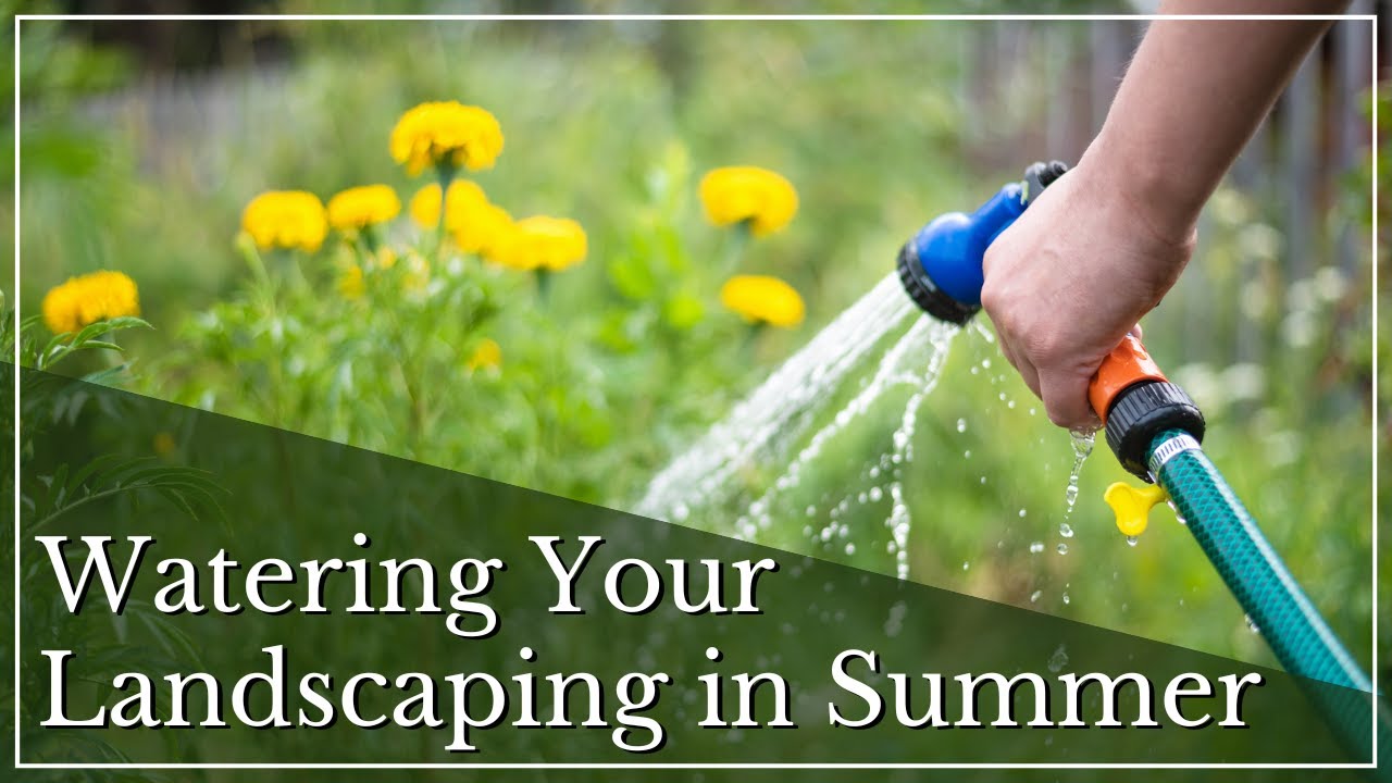 Watering Your Gardens and Landscaping Throughout the Summer | Summer Watering Tips Colorado