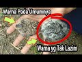 Langka Atau Kelainan..??!! Anak Burung Perkutut Ini Memiliki Warna Yg Tak Lazim