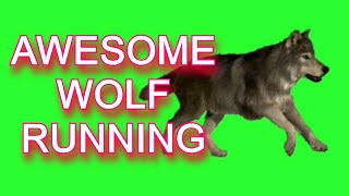 ✔️GREEN SCREEN EFFECTS: Wolf running