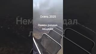 ПОПАЛ НА СТАДО ГОЛОДНЫХ ЛЕЩЕЙ. НЕМАН УДИВИЛ РЕКОРДНЫМ УЛОВОМ #лещ #неман #фидер #fishing #рыбалка
