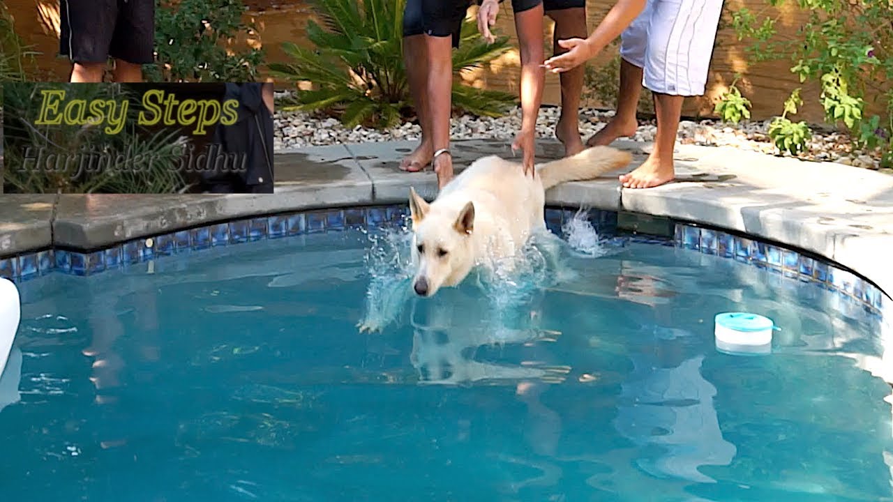 does the german shepherd dog like to swim