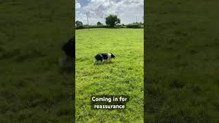 Farmer gets FRUSTRATED with sheep dog. Good days and bad days, we love them anyway shorts ireland