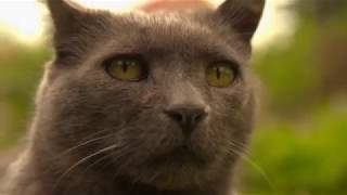 Katzen allein unterwegs | HD