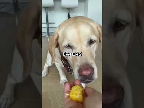 Video: Hjem Remedies for afføring Eating in Dogs