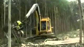 Inverbosques | Proceso de Tala de Madera