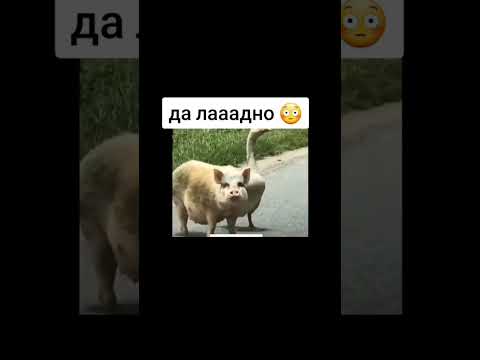 гусь свинье не товарищ? 😳