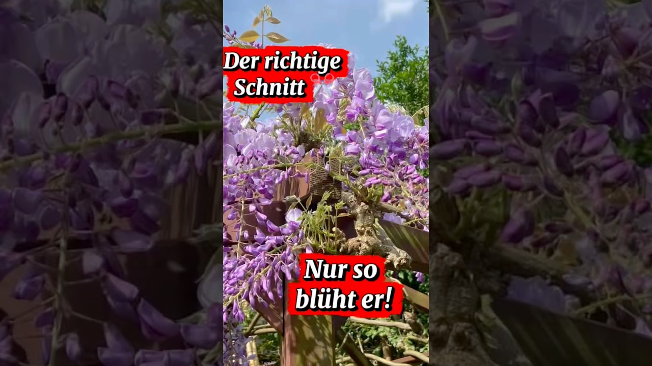 Blauregen RICHTIG schneiden  so bekommst du viele Blten   Schnittanleitung Schritt fr Schritt - YouTube