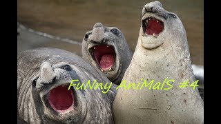 FuNny AniMalS #4 // Смешные видео с животными // Приколы с животными // Смешные животные 2020
