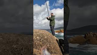 Pescando Sargos a caña en las rocas. Costa da Morte - Galicia
