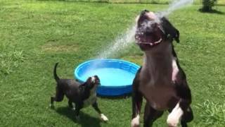 Rose and Grucho having fun in the water. by Rose and Bruiser 5 years ago 2 minutes, 52 seconds 98 views