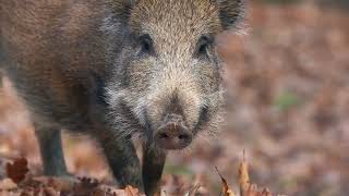 Wild Pigs in Central Florida