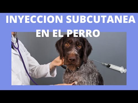 Video: Cómo Dar Una Inyección A Un Gato O Gato (incluso En La Cruz, Muslo, Pierna): Inyección Intramuscular, Subcutánea Y Goteo Intravenoso En Casa