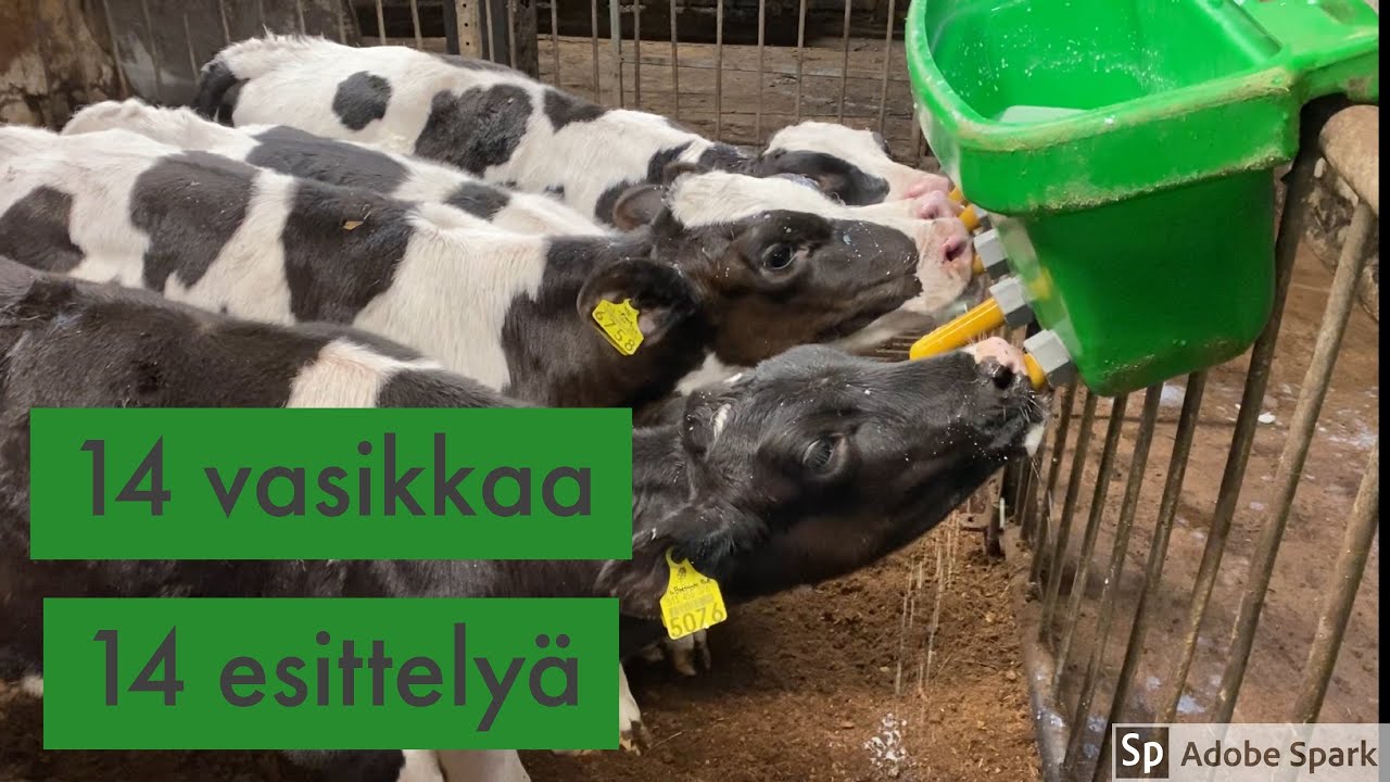 🐮Joulukalenteri luukku 8: vasikat 🐮