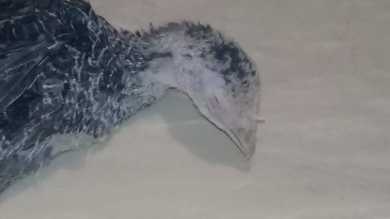 علاج ورم العين في الرومي 🦃🦃🦃🦃