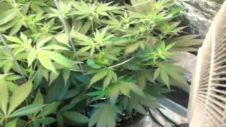 Grow Tent #11