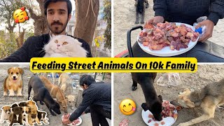 Feeding Stray Animals On 10k Family Completed || Dogs reaction after feed |Rehan & Max
