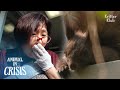 Squirrel Gives Birth At Stranger's House (Part 2) l Animal in Crisis Ep 319