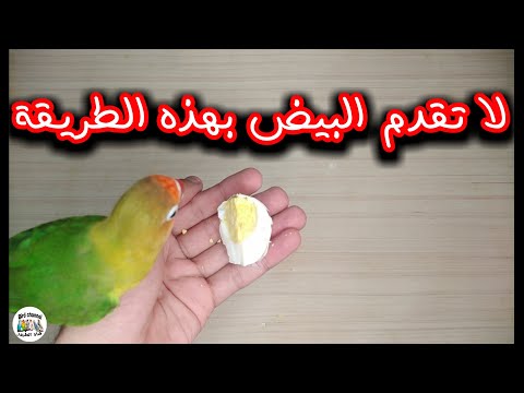 لا ترتكب هذه الأخطاء عند تقديم البيض المسلوق للطيور