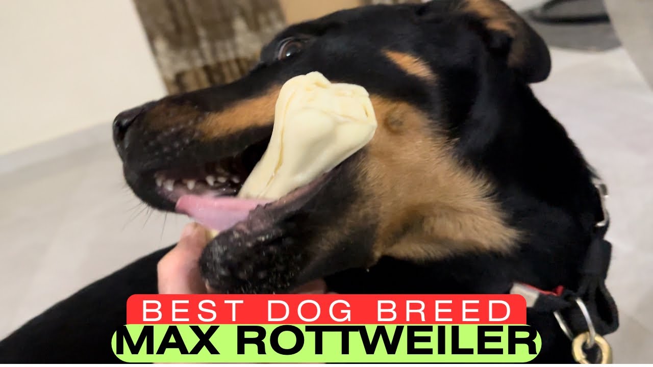 Max The Rottweiler Max Rottweiler ki favourite Chij Lekar Aaye | Rottweiler Dog | Max ...