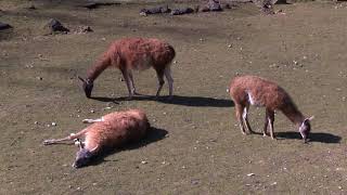 Wuppertal Zoo Lama Guanicoe 02 1